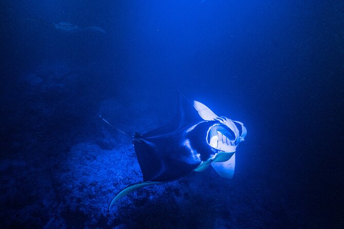Snorkel With Giant Manta Rays In Kailua Kona - Why Kona’s night manta snorkel is so unusual