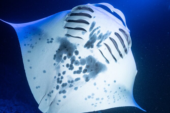 Snorkel With Giant Manta Rays In Kailua Kona - Kahaluu-Keauhou and the return to harbor