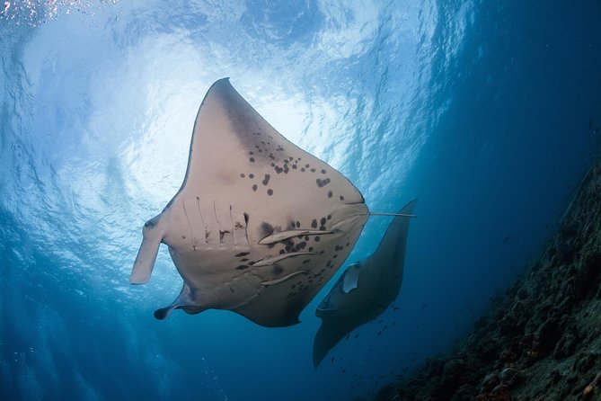 Snorkel with Manta Rays Guaranteed - Key points to know before booking