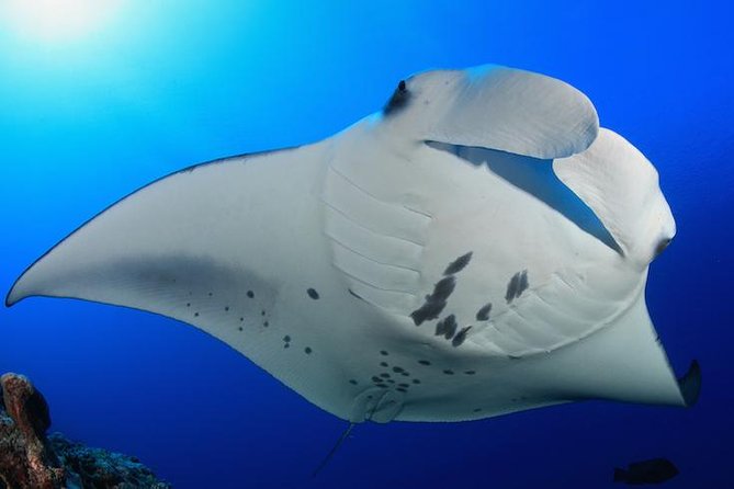 Snorkel with Manta Rays Guaranteed - The safety briefing and flotation setup