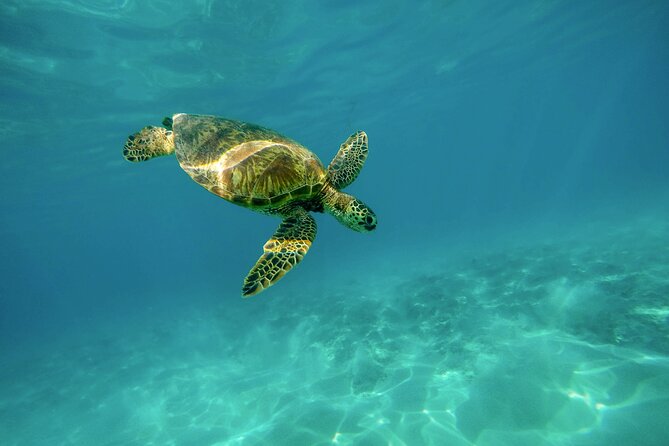 Snorkel with Turtles Gold Coast - Key points before you book