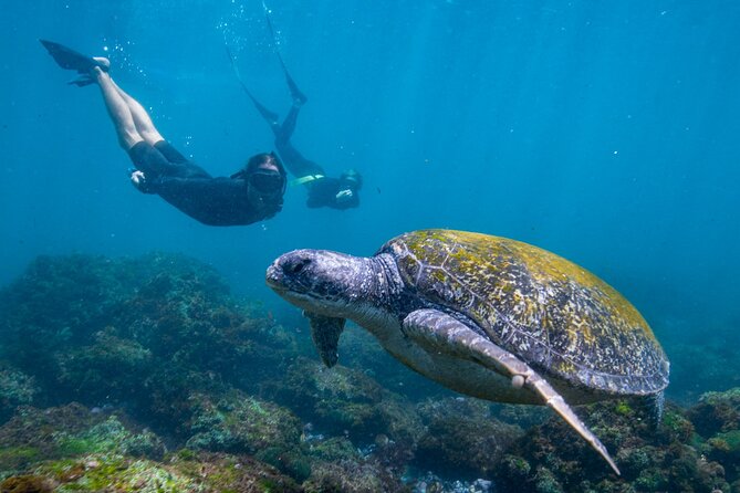 Snorkel with Turtles Gold Coast - Why Cook Island makes this Gold Coast outing special