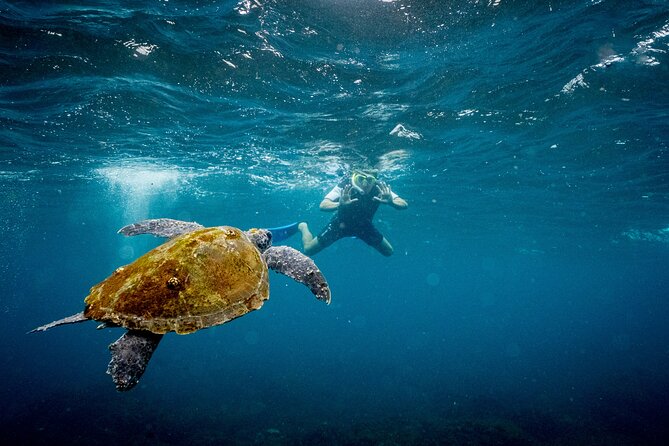 Snorkel with Turtles Gold Coast - Weather, cancellations, and practical planning