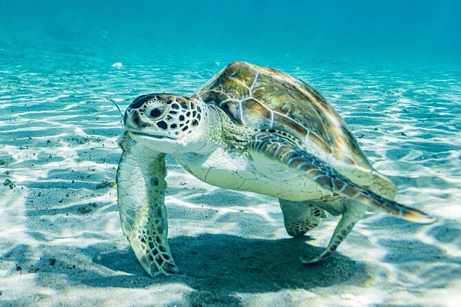 Snorkel with Turtles & Kenepa Grandi Beach: Nr.1 Island Day Trip - Swimming with turtles at Playa Grandi