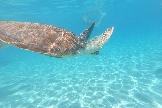 Snorkel with Turtles & Kenepa Grandi Beach: Nr.1 Island Day Trip - Flamingos at Landhuis Jan Kok