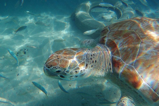 Snorkel with Turtles & Kenepa Grandi Beach: Nr.1 Island Day Trip - A bus tour, not a boat excursion