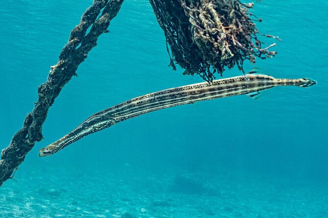 Snorkel with Turtles & Kenepa Grandi Beach: Nr.1 Island Day Trip - What the $75 price really covers