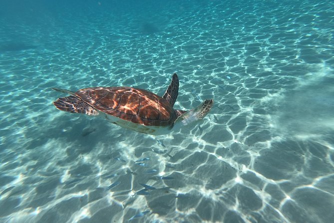 Snorkel with Turtles & Kenepa Grandi Beach: Nr.1 Island Day Trip - Who will enjoy this Curaçao outing