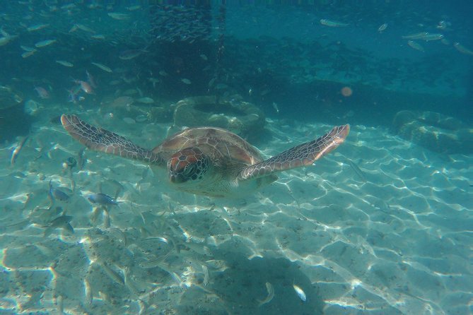 Snorkel with Turtles & Kenepa Grandi Beach: Nr.1 Island Day Trip - Practical advice for a smoother day