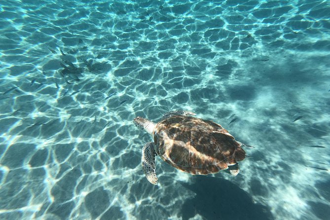 Snorkel with Turtles & Kenepa Grandi Beach: Nr.1 Island Day Trip - Should you book it?