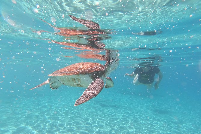 Snorkel with Turtles & Kenepa Grandi Beach: Nr.1 Island Day Trip - Grote Knip delivers the beach scenery