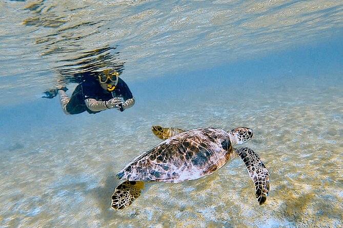 Snorkel with Turtles & see the Flamingos - A shore snorkel with a genuine wildlife focus