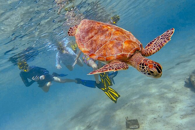 Snorkel with Turtles & see the Flamingos - From reef fish to Bonaire’s famous flamingos