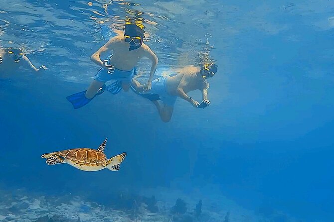 Snorkel with Turtles & see the Flamingos - Is $71.65 a fair price?