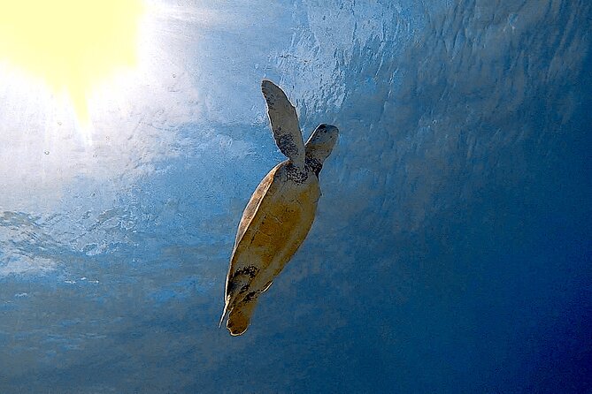 Snorkel with Turtles & see the Flamingos - Who will enjoy this outing most?