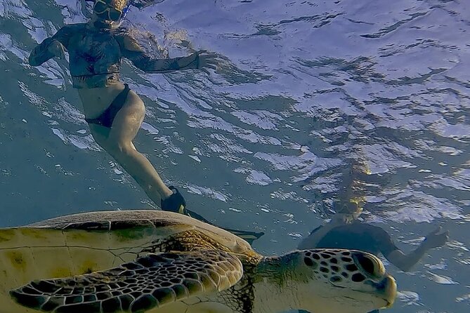 Snorkel with Turtles & see the Flamingos - Practical timing and cancellation advice