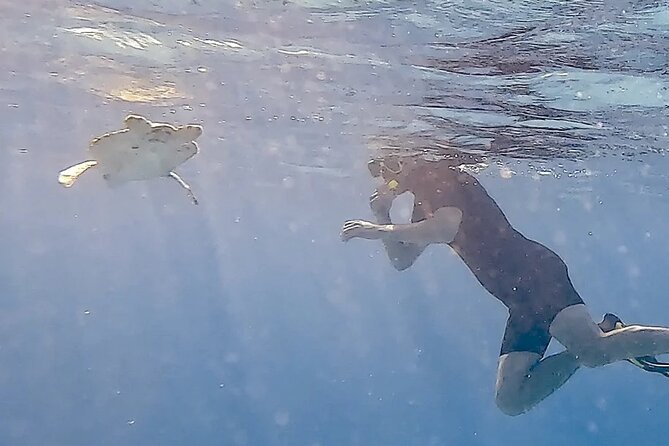 Snorkel with Turtles & see the Flamingos - Watching turtles without changing their behavior