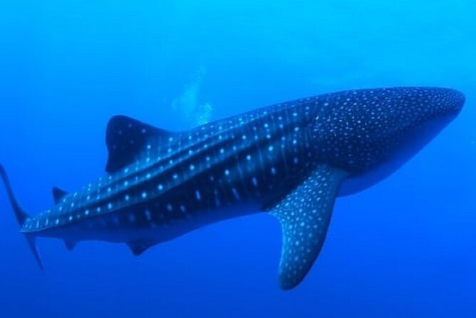 Snorkel with whale sharks includes equipment & transportation - A full day from Cabo to the Sea of Cortez