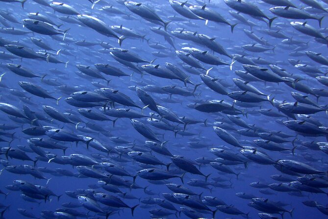 Snorkel with whale sharks includes equipment & transportation - Mobula rays, reefs, and the realities of open-water snorkeling