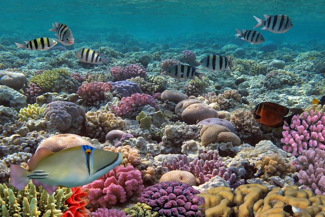 Snorkeling Adventure at Isla Mujeres Includes Lunch and Open Bar - The spinnaker ride and return to Cancun