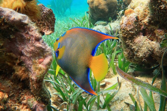 Snorkeling adventure at Puerto Morelos Reef National Park - Key things to know before you book