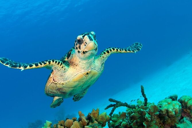 Snorkeling adventure at Puerto Morelos Reef National Park - Small-group attention, with one important caveat