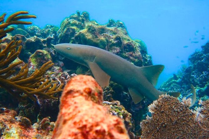 Snorkeling adventure at Puerto Morelos Reef National Park - Water conditions can make or break the trip