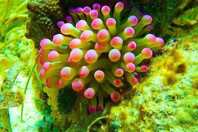 Snorkeling adventure at Puerto Morelos Reef National Park - What you need to bring and plan