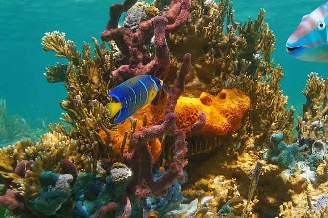 Snorkeling adventure at Puerto Morelos Reef National Park - Is $51.50 a fair price?