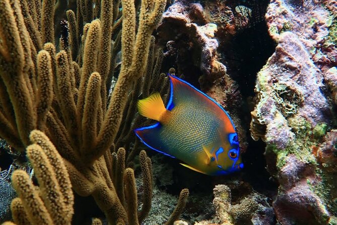 Snorkeling adventure at Puerto Morelos Reef National Park - Who should choose this Puerto Morelos trip?