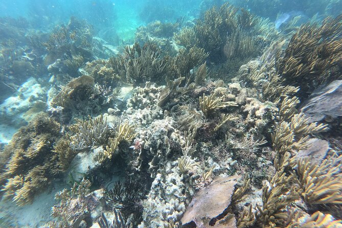 Snorkeling Adventure in Puerto Morelos Includes snack, Water and Round Trip. - The tequila tasting is interesting, but it is also a sales stop