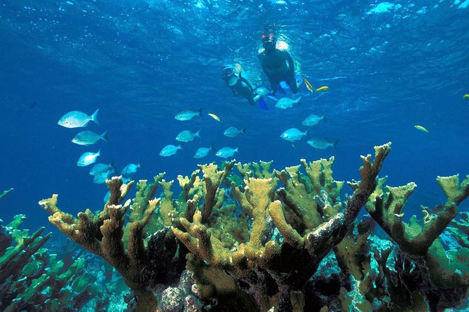 Snorkeling Adventure in Puerto Morelos Includes snack, Water and Round Trip. - The reef is shallow, close, and full of fish