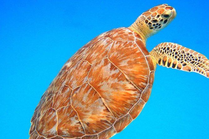 Snorkeling Adventure in St Thomas - Quick takeaways from this St. Thomas outing