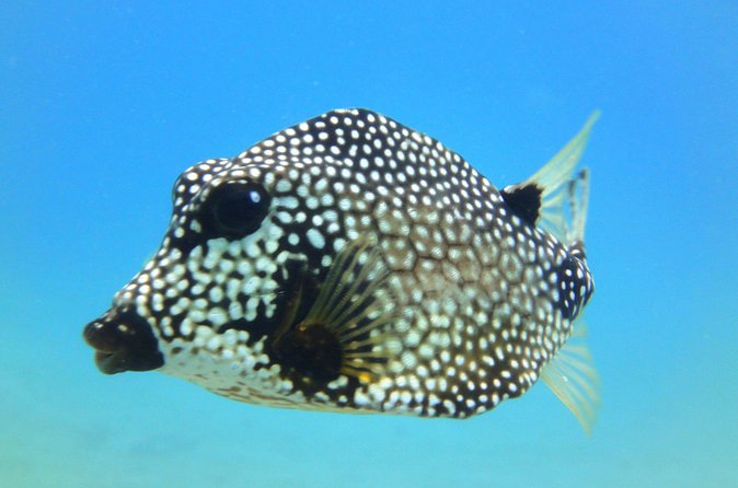 Snorkeling Adventure in St Thomas - Snacks, drinks, and the ride back