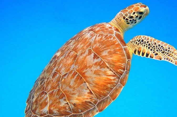 Snorkeling Adventure in St Thomas - The crew makes the difference