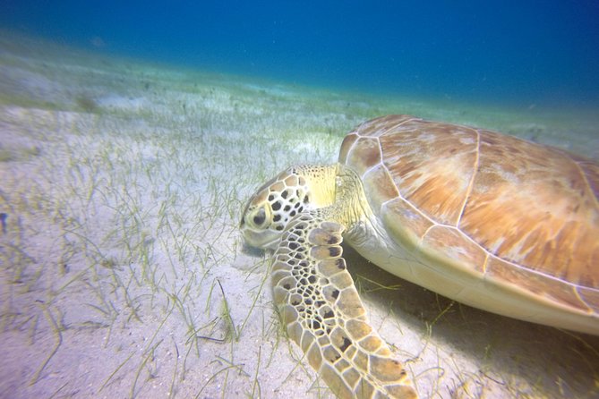 Snorkeling Adventure in St Thomas - Is the $129 price fair?