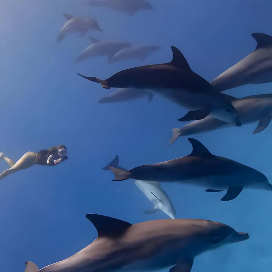 Snorkeling and swimming with dolphins in mnemba island - How the $80 price holds up