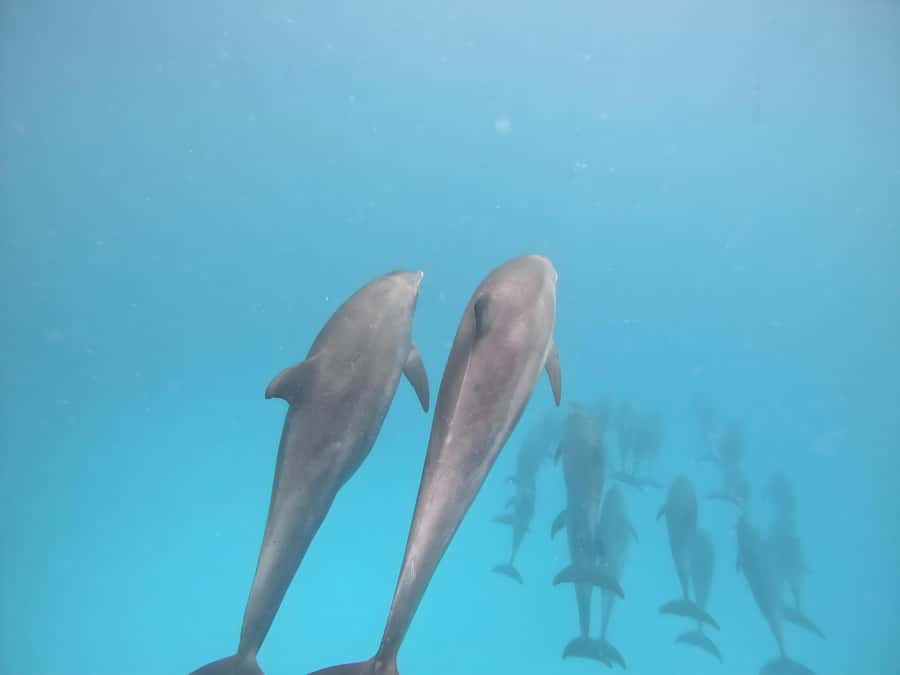 Snorkeling and swimming with dolphins in mnemba island - Who should book this Mnemba trip?