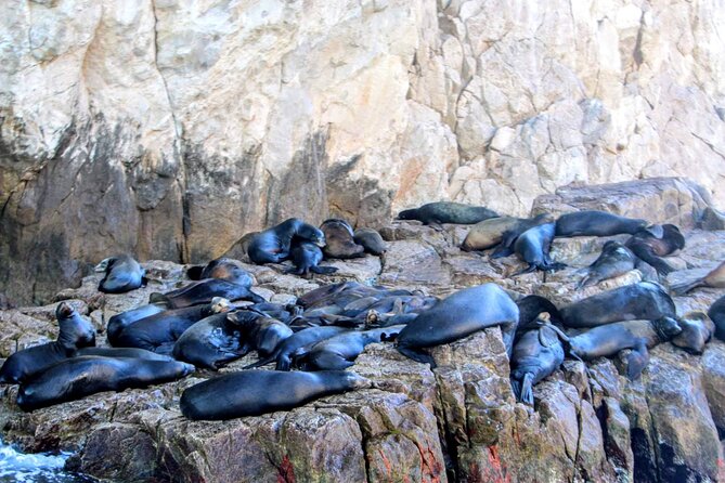 Snorkeling and whale watching Tour in Cabo - What the $850 price really means