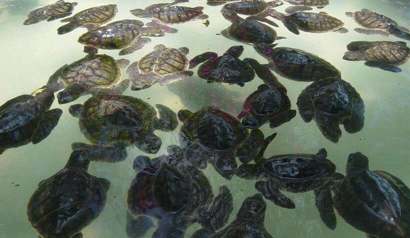 Snorkeling around 3 island & turtle sanctuary - Gili Meno and the turtle conservation stop
