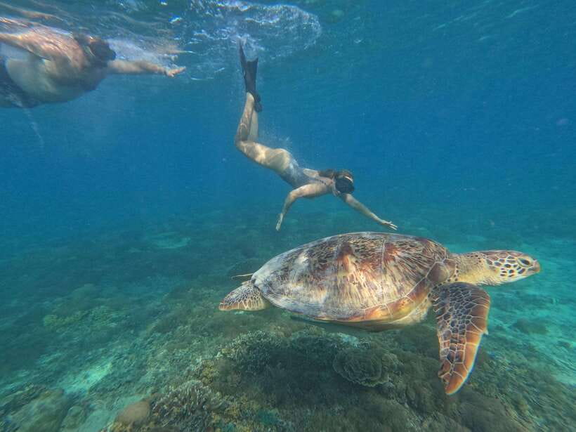 Snorkeling around 3 island & turtle sanctuary - Swimming with turtles at Turtle Point