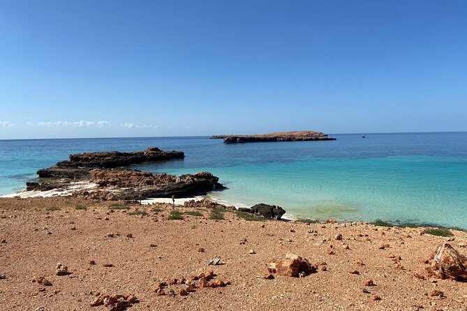 Snorkeling at Dimaniyat Islands and Dolphin Watching - Dolphins and whale sharks: keep the promise realistic