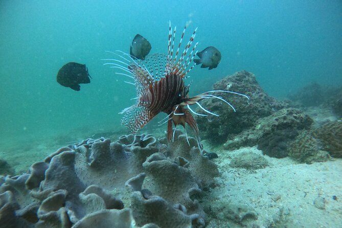 Snorkeling at Dimaniyat Islands and Dolphin Watching - Passing Al Alam Palace on the return route