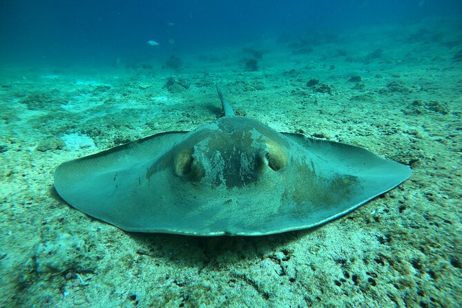 Snorkeling at Dimaniyat Islands and Dolphin Watching - Who should book this Muscat boat trip
