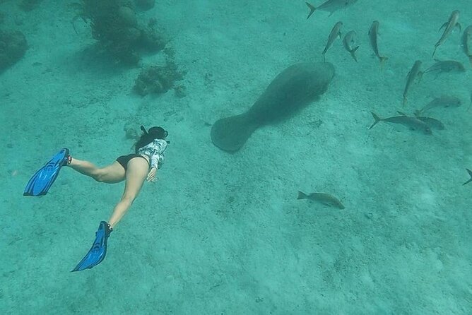 Snorkeling at Hol Chan Marine Reserve and Shark Ray Alley - Key points to know before you book