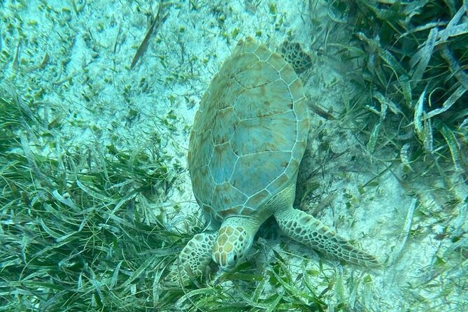 Snorkeling at Hol Chan Marine Reserve and Shark Ray Alley - Timing, group size, and what the day feels like