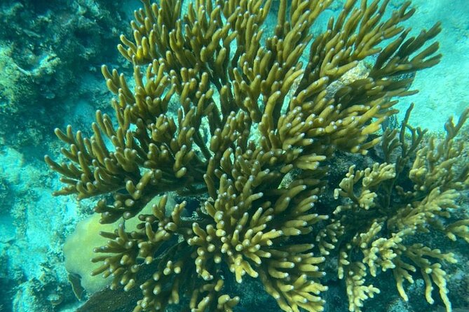 Snorkeling at Hol Chan Marine Reserve and Shark Ray Alley - Should you book it?