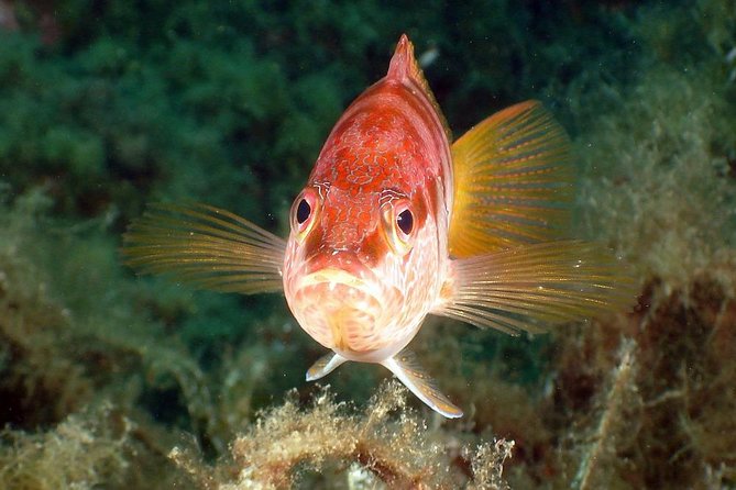 Snorkeling - By boat on site in the Bay of Cannes or Estérel - Is $52.98 a fair price?