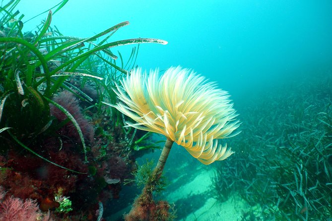 Snorkeling - By boat on site in the Bay of Cannes or Estérel - Who will enjoy this outing most