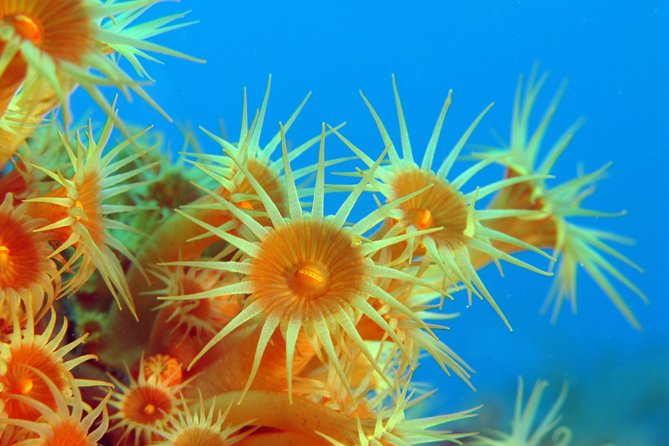 Snorkeling - By boat on site in the Bay of Cannes or Estérel - What happens at the snorkeling site
